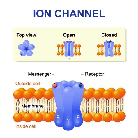 ion channels in human body